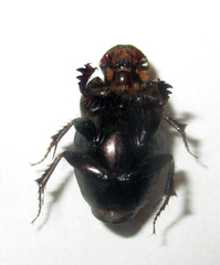 Euonthophagus carbonarius
