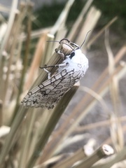 Hypercompe scribonia