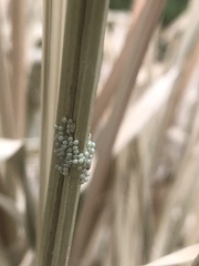 Hypercompe scribonia