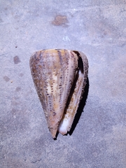 Conus suratensis
