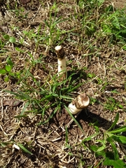 Phallus granulosodenticulatus