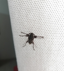 Oreodera brailovskyi