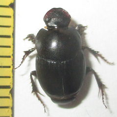 Euonthophagus carbonarius