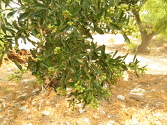 Baccharis heterophylla