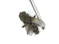 Sarcophagidae