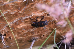 Cactophagus spinolae