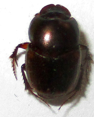 Onthophagus vinctus