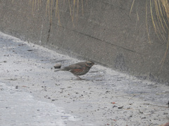 Turdus iliacus coburni