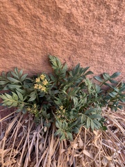 Lomatium latilobum