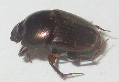 Onthophagus vinctus
