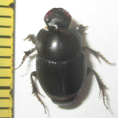 Euonthophagus carbonarius