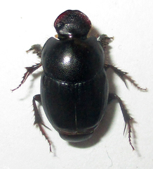 Euonthophagus carbonarius