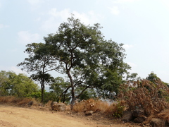 Dalbergia latifolia
