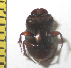 Onthophagus vinctus