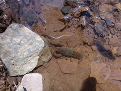 Cambarus bartonii bartonii