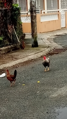 Gallus gallus domesticus
