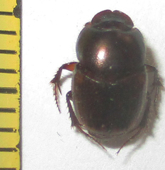Onthophagus vinctus