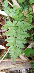Dryopteris squamiseta
