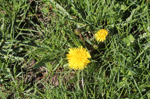 Image of Taraxacum palustre by (c) Quinten Wiegersma, some rights reserved (CC BY)