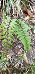 Athyrium tripinnatum