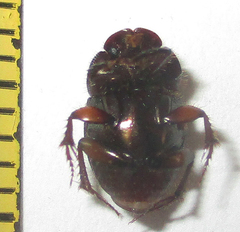 Onthophagus vinctus