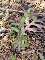 Phlox pilosa