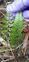 Athyrium tripinnatum