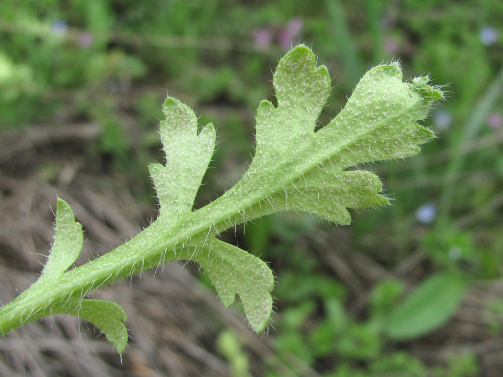 Peronospora arborescens