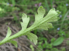 Peronospora arborescens