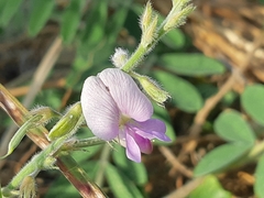 Coursetia tumbezensis