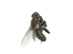 Sarcophagidae