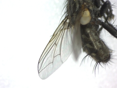 Sarcophagidae