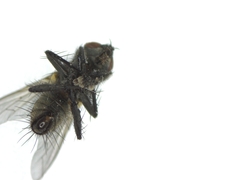 Sarcophagidae