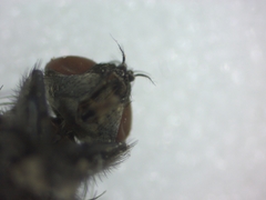 Sarcophagidae