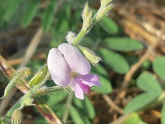 Coursetia tumbezensis