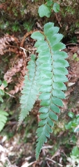 Polystichum nepalense