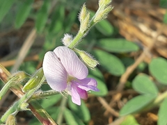 Coursetia tumbezensis