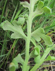 Peronospora arborescens