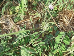 Coursetia tumbezensis