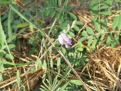 Coursetia tumbezensis