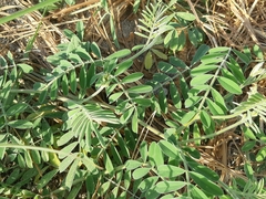 Coursetia tumbezensis