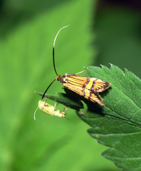 Nemophora amatella