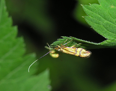 Nemophora amatella