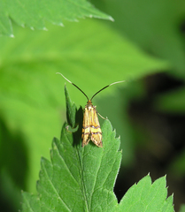 Nemophora amatella