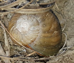 Natalina