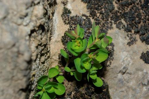 Euphorbia peplus var. minima