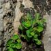 Euphorbia peplus minima - Photo (c) Rebbas, algunos derechos reservados (CC BY-NC), subido por Rebbas
