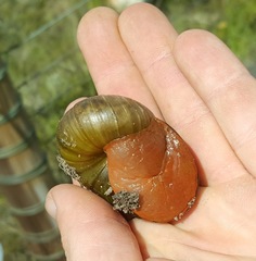 Natalina