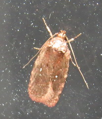 Agonopterix clemensella