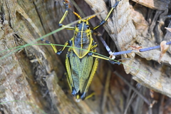 Taeniopoda tamaulipensis